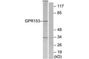 Western blot analysis of extracts from K562 cells, using GPR153 Antibody.