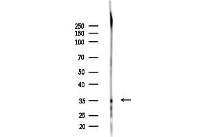anti-Olfactory Receptor, Family 8, Subfamily G, Member 1 (OR8G1) (C-Term) antibody