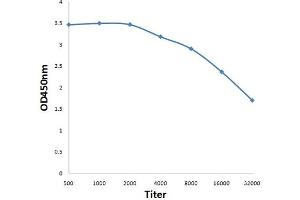Antigen: 0. (Midline 2 antibody  (AA 251-350))