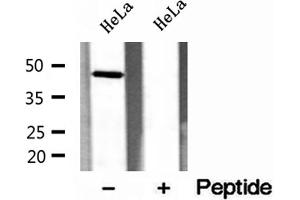 Western blot analysis of extracts of HeLa cells, using ERO1LB antibody.