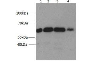Western blot analysis of (1) HEK-293, (2) MDA-MB-453s, (3) NIH/3T3, and (4) SH-SY5Y cell lysates subjected to SDS-PAGE, using Beclin 1 antibody at a dilution of 1:1500. (Beclin 1 antibody)