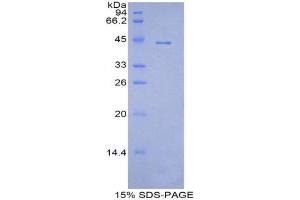 SDS-PAGE (SDS) image for Apolipoprotein A-IV (APOA4) (AA 21-382) protein (His tag,GST tag) (ABIN2120598)