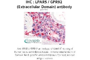 Image no. 1 for anti-Lysophosphatidic Acid Receptor 5 (LPAR5) (2nd Extracellular Domain) antibody (ABIN1736527) (LPAR5 antibody  (2nd Extracellular Domain))