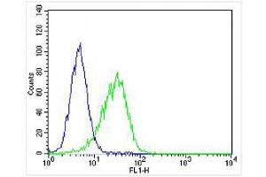 Overlay histogram showing Hela cells stained with (ABIN6243739 and ABIN6577971) (green line). (PSMB9 antibody  (C-Term))