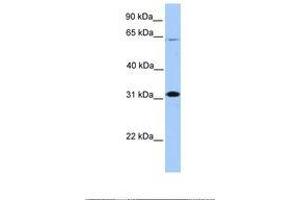 Image no. 1 for anti-Cbp/p300-Interacting Transactivator, with Glu/Asp-Rich Carboxy-terminal Domain, 2 (CITED2) (N-Term) antibody (ABIN6737849) (CITED2 antibody  (N-Term))