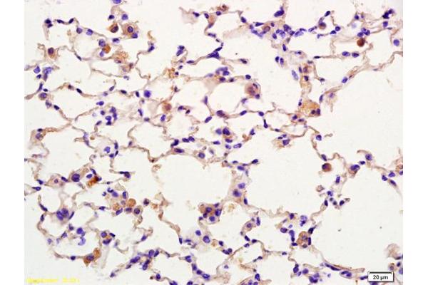 SPON1 antibody  (AA 741-807)