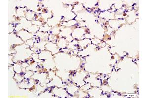 Formalin-fixed and paraffin embedded rat lung labeled with Anti-SPON1/F spondin Polyclonal Antibody, Unconjugated (ABIN873225) at 1:200 followed by conjugation to the secondary antibody and DAB staining. (SPON1 antibody  (AA 741-807))