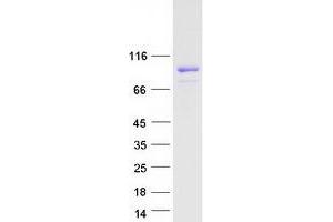 Western Blotting (WB) image for Leucine Zipper, Putative Tumor Suppressor 2 (LZTS2) protein (Myc-DYKDDDDK Tag) (ABIN2725089)