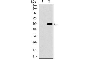 Western Blotting (WB) image for anti-CD33 (CD33) (AA 15-237) antibody (ABIN1845398) (CD33 antibody  (AA 15-237))