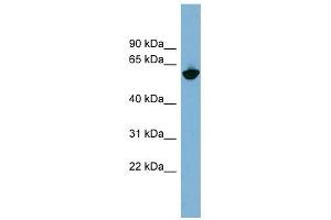 Glycoprotein antibody used at 1 ug/ml to detect target protein. (Glycoprotein antibody)