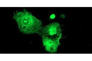 Anti-PSMD3 mouse monoclonal antibody (ABIN2455562) immunofluorescent staining of COS7 cells transiently transfected by pCMV6-ENTRY PSMD3 (RC202307). (PSMD3 antibody)