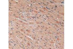 IHC-P analysis of Mouse Heart Tissue, with DAB staining. (VEGFC antibody  (AA 108-223))