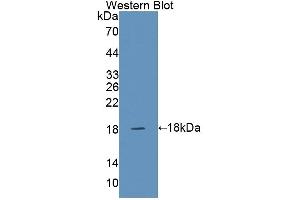 Detection of Recombinant SNAPAP, Human using Polyclonal Antibody to SNAP Associated Protein (SNAPAP) (SNAPIN antibody  (AA 2-136))