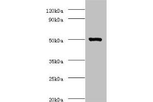 Western blot All lanes: ACTL7A antibody at 2 μg/mL + Mouse liver tissue Secondary Goat polyclonal to rabbit IgG at 1/10000 dilution Predicted band size: 49 kDa Observed band size: 49 kDa (Actin-Like 7A antibody  (AA 1-435))
