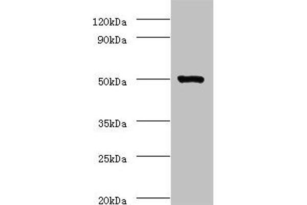 Actin-Like 7A Antikörper  (AA 1-435)