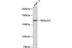 Western blot analysis of extracts of BxPC-3 cells using TIMELESS Polyclonal Antibody at dilution of 1:3000. (TIMELESS antibody)