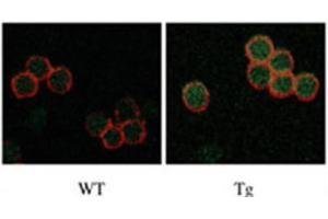 Immunofluorescence (IF) image for anti-serine/threonine Kinase 17b (STK17B) antibody (ABIN3003056) (DRAK2 antibody)