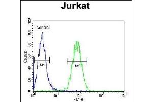 CLDN22 Antibody (Center) (ABIN654190 and ABIN2844042) flow cytometric analysis of Jurkat cells (right histogram) compared to a negative control (left histogram). (Claudin 22 (CLDN22) (AA 90-117) antibody)