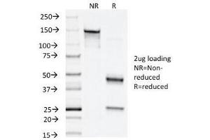 SDS-PAGE Analysis of Purified, BSA-Free Napsin A Antibody (clone NAPSA/1238). (NAPSA antibody)