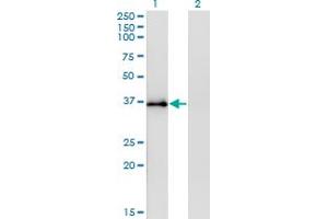 Syntaxin 12 antibody  (AA 108-206)