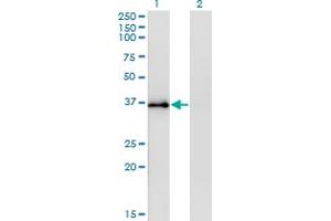 Western Blot analysis of STX12 expression in transfected 293T cell line by STX12 monoclonal antibody (M01), clone 3B9. (Syntaxin 12 antibody  (AA 108-206))