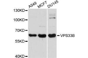 Western blot analysis of extracts of various cells, using VPS33B antibody. (VPS33B antibody)