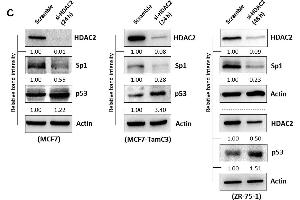 Western Blotting (WB) image for anti-Tumor Protein P53 (TP53) antibody (ABIN2855525)