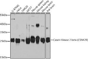 Western blot analysis of extracts of various cell lines, using Casein Kinase 2 beta (Casein Kinase 2 beta (CSNK2B)) Rabbit pAb (ABIN7266104) at 1:1000 dilution. (CSNK2B antibody  (AA 1-215))