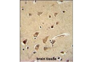 GPC5 Antibody (N-term) (ABIN654635 and ABIN2844331) immunohistochemistry analysis in formalin fixed and paraffin embedded human brain tissue followed by peroxidase conjugation of the secondary antibody and DAB staining. (GPC5 antibody  (N-Term))