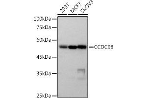 CCDC98 抗体