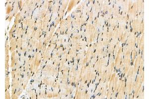 ABIN6257097 and ABIN6275838 at 1/100 staining Rat muscle tissue by IHC-P. (Casein Kinase 1 delta antibody  (Internal Region))