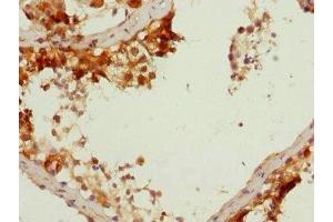 Immunohistochemistry of paraffin-embedded human testis tissue using ABIN7149639 at dilution of 1:100