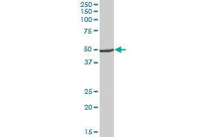 UQCRC1 MaxPab polyclonal antibody. (UQCRC1 antibody  (AA 1-480))