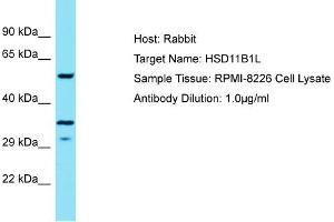 Host: Rabbit Target Name: HSD11B1L Sample Type: RPMI-8226 Whole Cell lysates Antibody Dilution: 1.