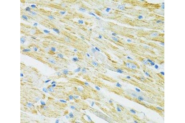 SLC19A1 antibody
