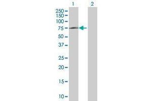 Western Blot analysis of HSPA1L expression in transfected 293T cell line by HSPA1L MaxPab polyclonal antibody. (HSPA1L antibody  (AA 1-641))