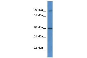 Western Blot showing C9orf64 antibody used at a concentration of 1. (C9orf64 antibody  (C-Term))