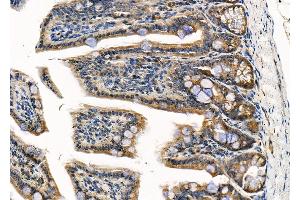 ABIN6264656 and ABIN6279714 at 1/100 staining Mouse colorectal tissue by IHC-P. (RASSF3 antibody  (Internal Region))