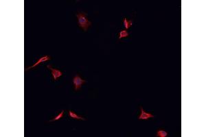 ABIN6266799 staining K562  cells by IF/ICC.