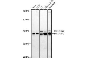 Western blot analysis of extracts of various cell lines, using ERK1/ERK2 antibody (ABIN7268619) at 1:1000 dilution. (ERK1 antibody  (AA 200-300))