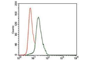 Flow cytometric analysis of HeLa cells using KRT13 mouse mAb (green) and negative control (red). (Cytokeratin 13 antibody  (AA 143-295))