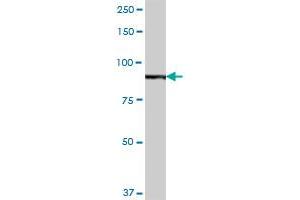 H6PD MaxPab polyclonal antibody. (Glucose-6-Phosphate Dehydrogenase antibody  (AA 1-791))