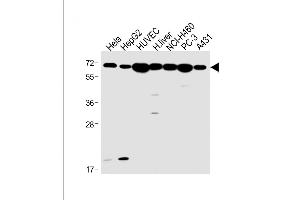 All lanes : Anti-ADRB2 Antibody  at 1:1000 dilution Lane 1: Hela whole cell lysate Lane 2: HepG2 whole cell lysate Lane 3: HUVEC whole cell lysate Lane 4: Human liver lysate Lane 5: NCI- whole cell lysate Lane 6: PC-3 whole cell lysate Lane 7: A431 whole cell lysate Lysates/proteins at 20 μg per lane. (beta 2 Adrenergic Receptor antibody  (AA 345-373))