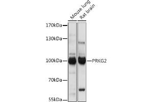 Western blot analysis of extracts of various cell lines, using PRKG2 Rabbit pAb (ABIN7269664) at 1:1000 dilution. (PRKG2 antibody)