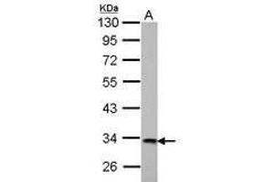 Image no. 3 for anti-3-hydroxyisobutyrate Dehydrogenase (HIBADH) (AA 128-336) antibody (ABIN1501894) (HIBADH antibody  (AA 128-336))