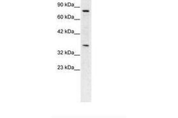 NPAS1 anticorps  (C-Term)