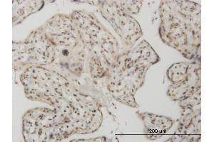 Immunoperoxidase of monoclonal antibody to SMAD1 on formalin-fixed paraffin-embedded human placenta. (SMAD1 antibody  (AA 1-465))