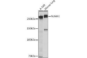 Western blot analysis of extracts of various cell lines, using NUM Rabbit mAb (ABIN7269002) at 1:1000 dilution. (NUMA1 antibody)