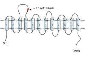 GABA Transporter 1 (GAT1) peptide