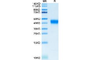 Cynomolgus CD38 on Tris-Bis PAGE under reduced condition. (CD38 Protein (AA 44-301) (His tag))